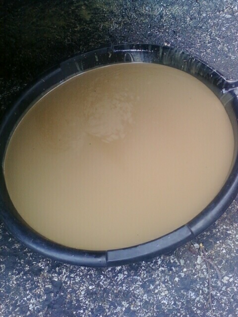 The oil I just drained.