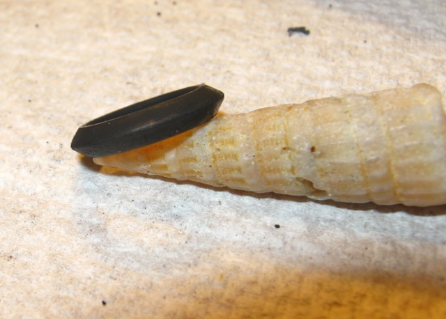 The o-ring profile has an angled cross-section