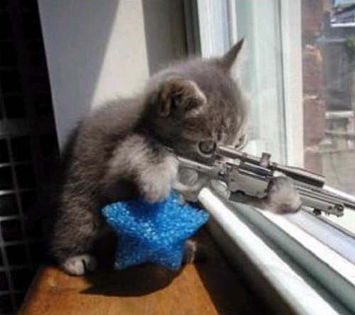 sniper_cat.jpg