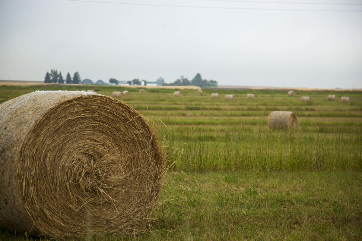 Hay.