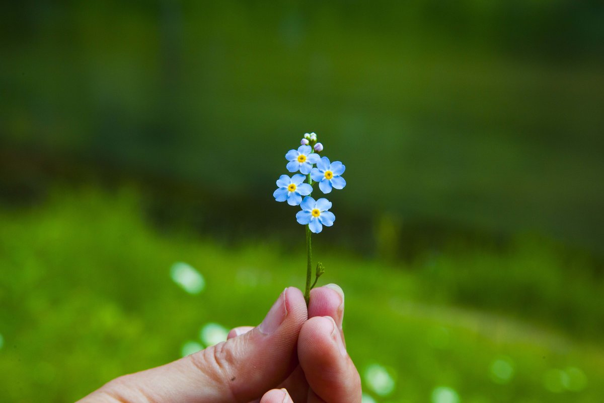 One of all kinds of wild flowers in the Black Hills.