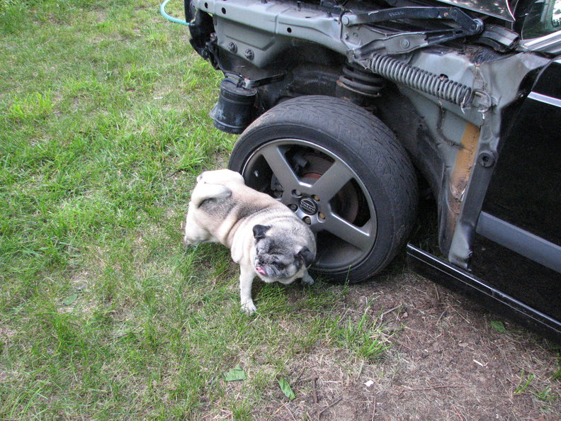 He is not sure, but is terrorizing it.