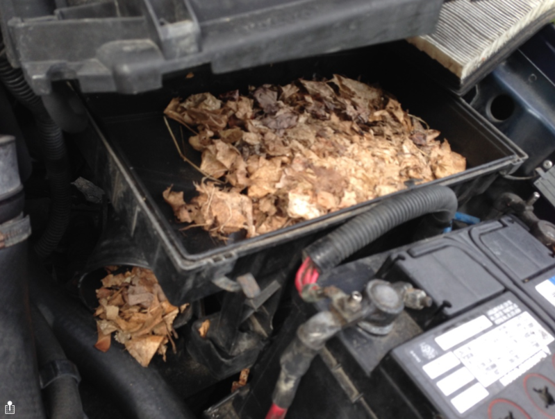 Screen Shot 2016-08-09 at 11.53.14 AM.png