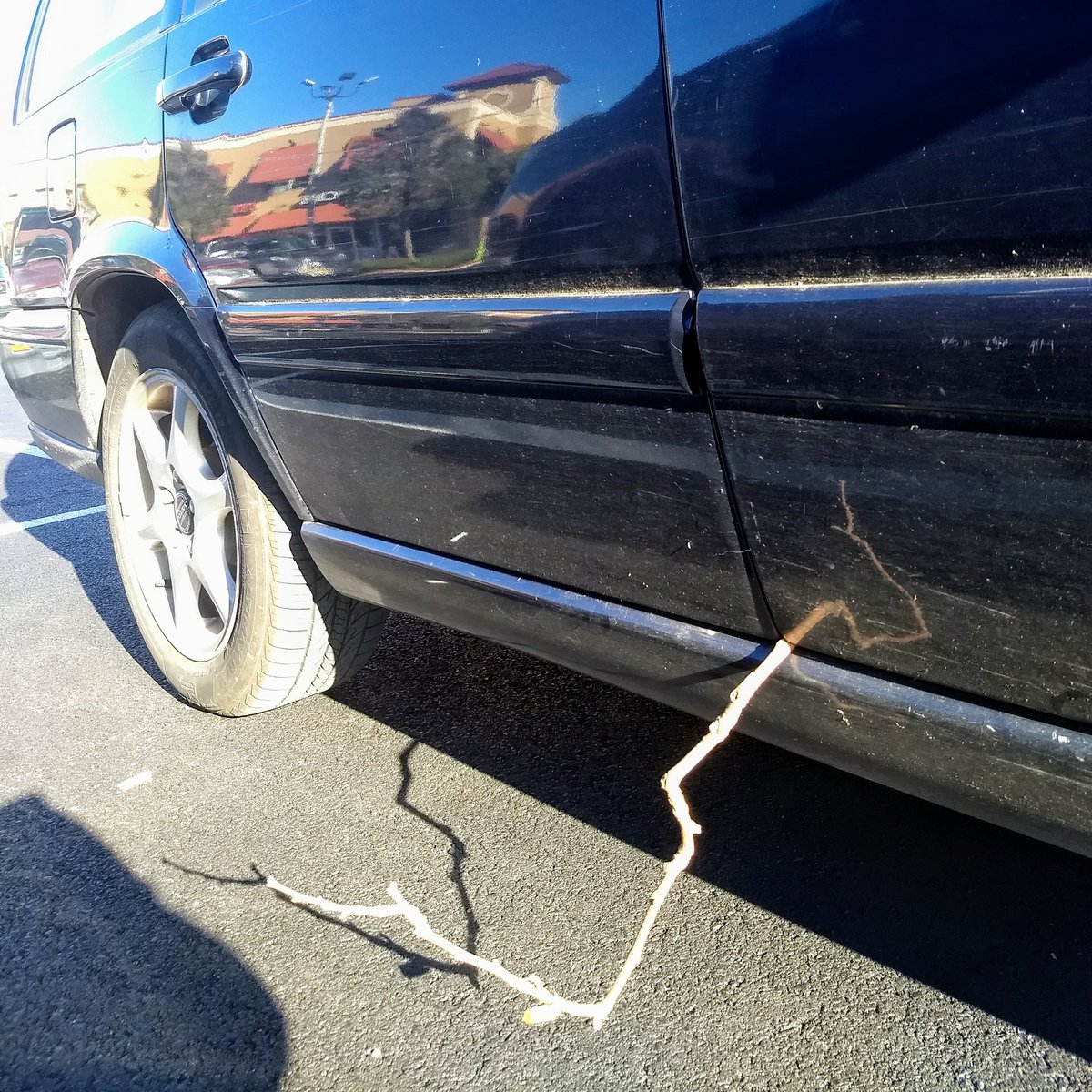 V70 with tree branch