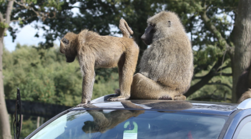 Screen Shot 2019-08-05 at 4.14.34 PM.png