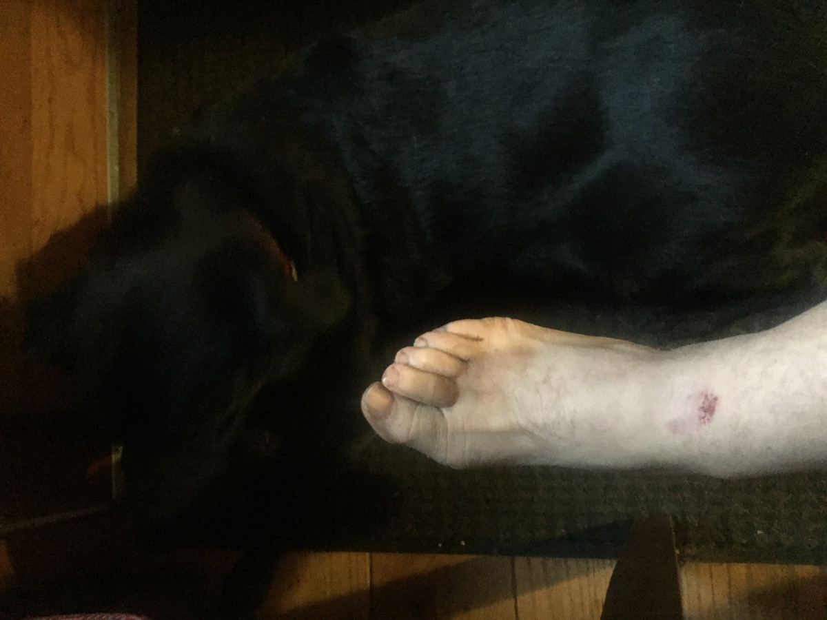 Ouch. Sympathetic Dog