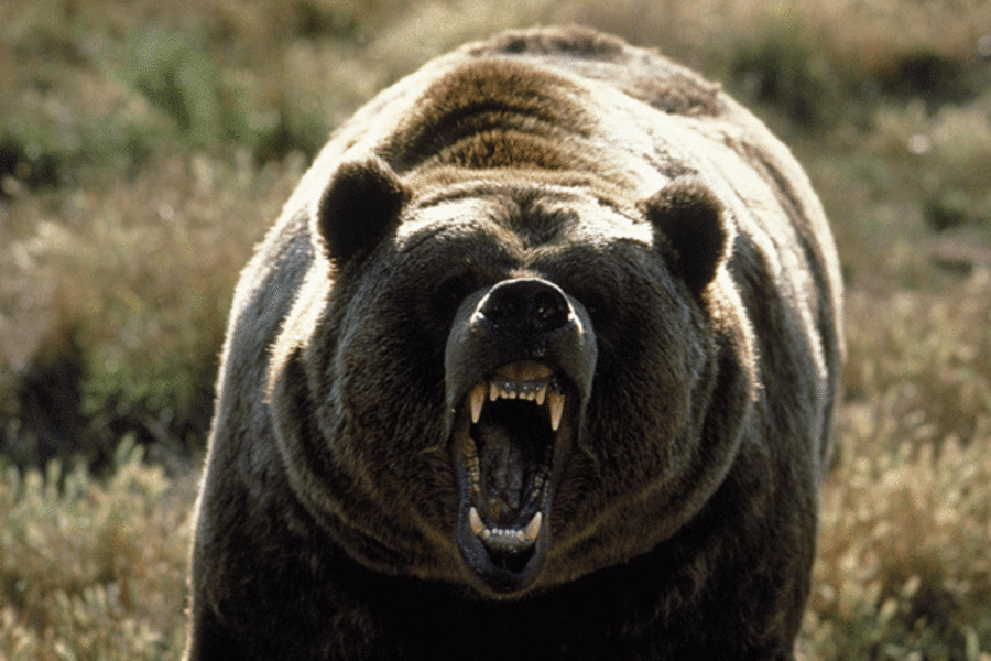 06-24-grizzly-bear.jpg