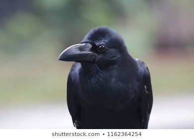 It’s not us ....caw caw caw
