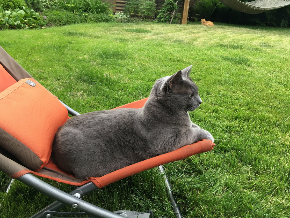 Olive yard chair.JPG