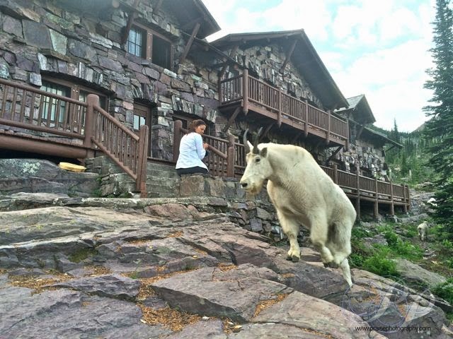 Sperry_Chalet goat steps.jpg