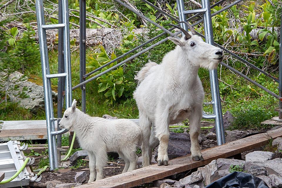 Sperry-Chalet-Goats.jpg