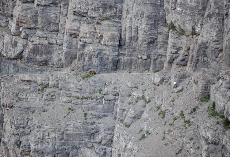 Highline grizzly.jpg