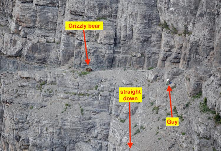 Highline grizzly copy.jpg