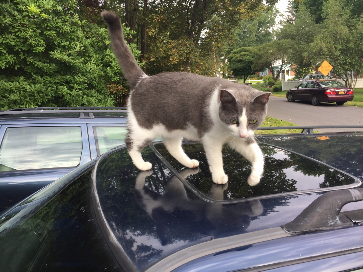 Hey! Who dipped me in white paint?