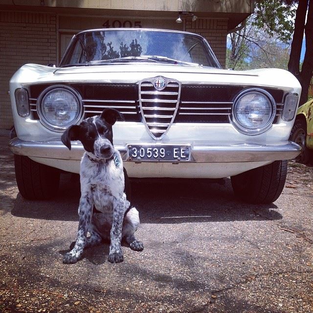 Alfa woof nino with alfie.jpg