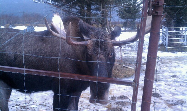 Moose!