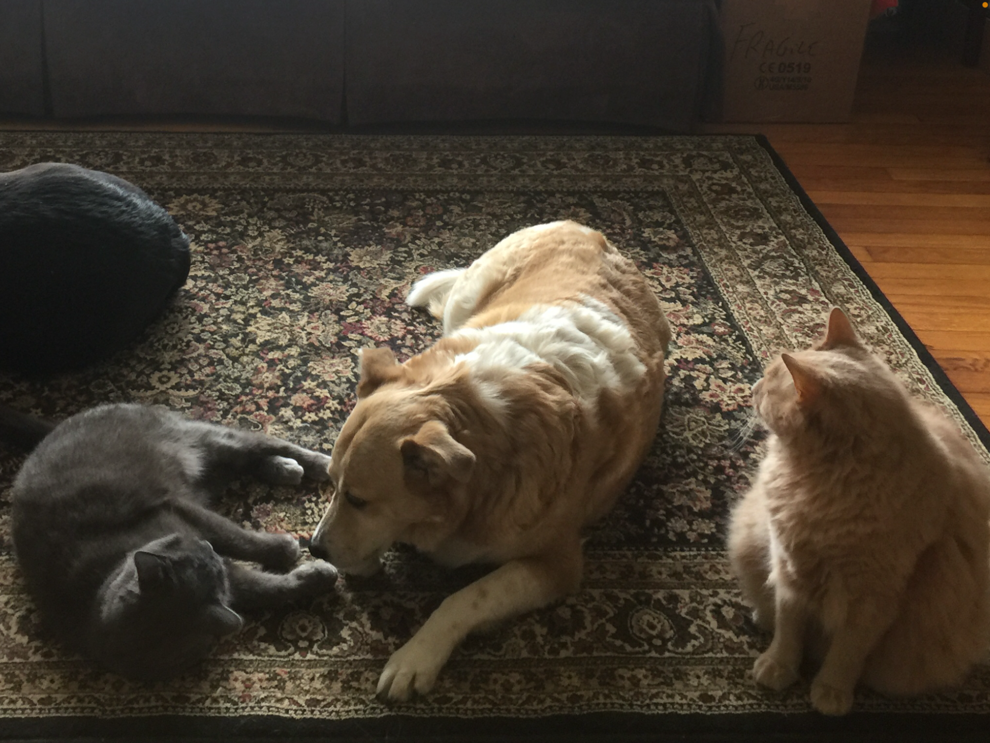 Bat the dog nose…watch out for those spikes!