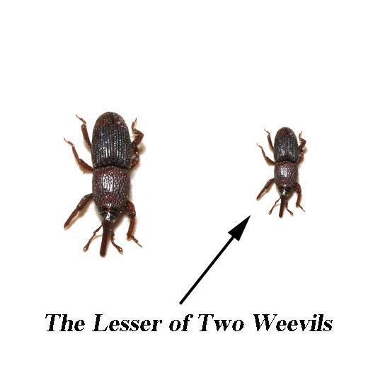 lesser-of-two-weevils1.jpg