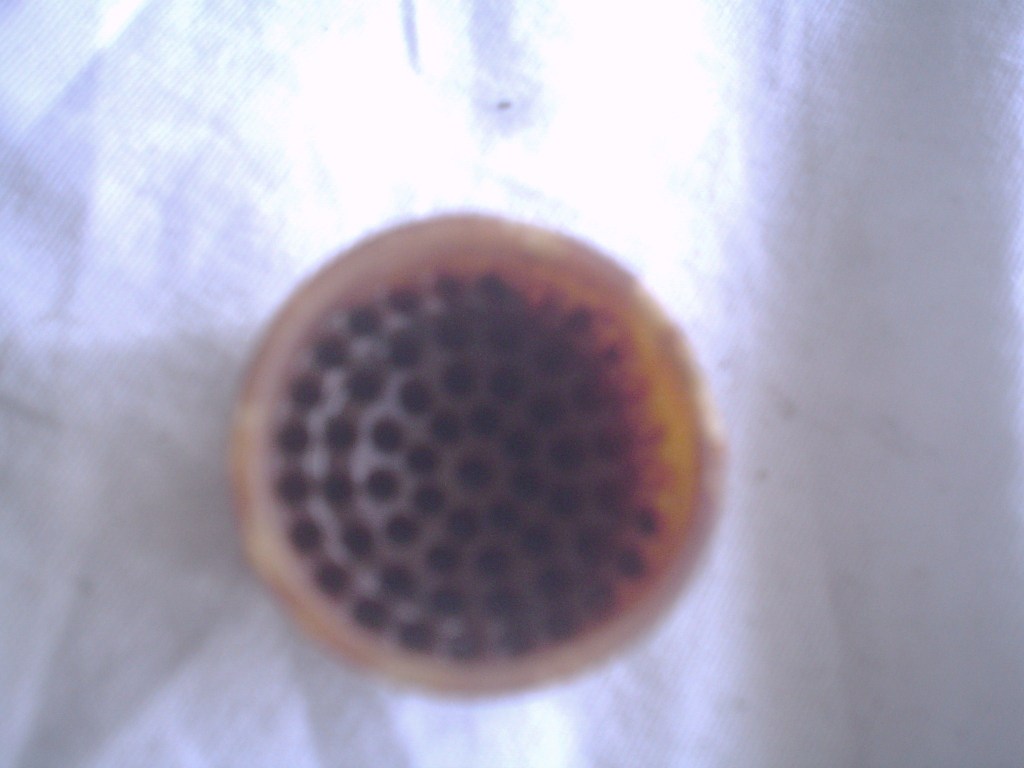 Filter or Strainer