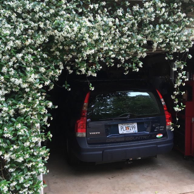 Caroline Jasmine.jpg