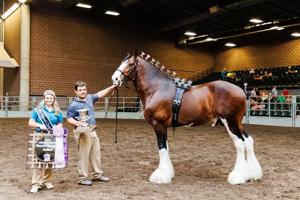 ClydesdaleHorse-01.jpg