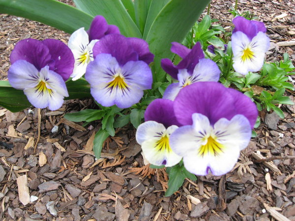 Spring is FINALLY here!