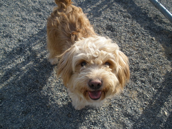 Little stinker.  That's his "Who, me? No, I  wasn't rolling around in mud!" look
