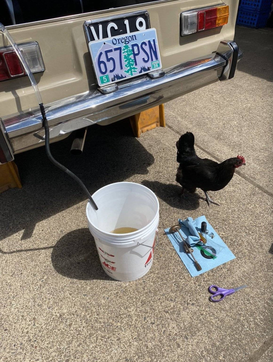 Alfa - Helpful Chicken.jpg