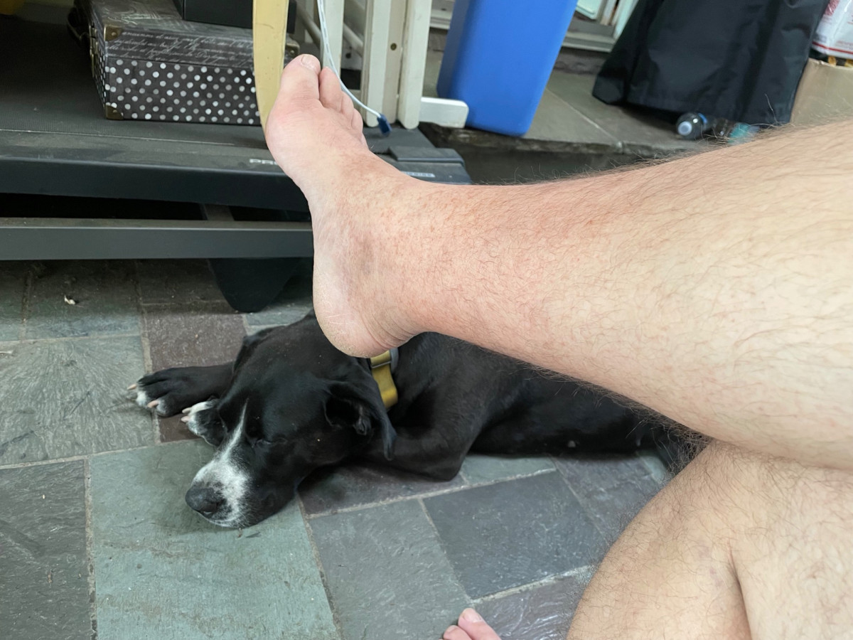Dog !