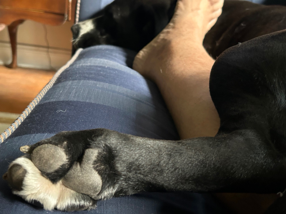 Dog foot